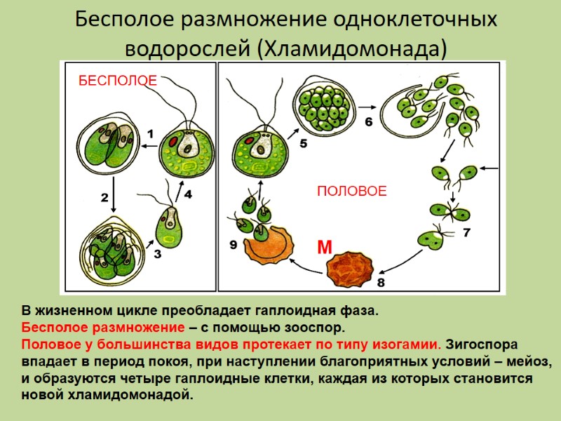 Бесполое размножение одноклеточных водорослей (Хламидомонада)  В жизненном цикле преобладает гаплоидная фаза. Бесполое размножение